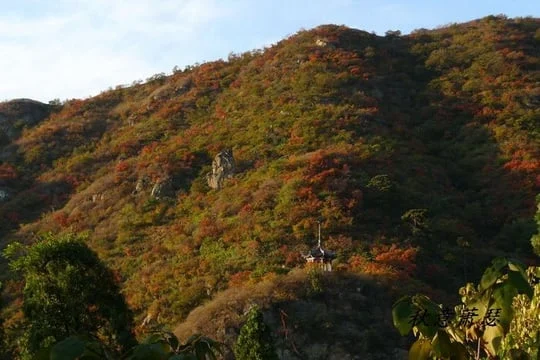 Autumn woodland on the slopes of Fragrant Hills Park